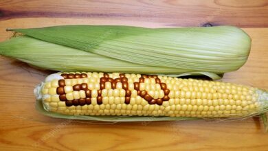 What happens when GM foods are traded internationally